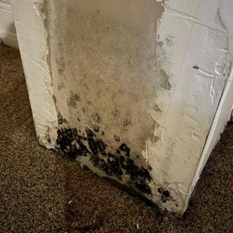 Professional Mold Removal in Ballard, UT